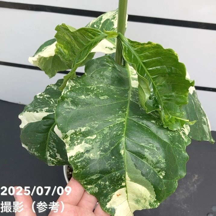 【激レア!現品お届け】コーヒーの木 ロブスタ ミント 6号 斑入り 接木苗 白プラ鉢(S172)|観葉02-D2