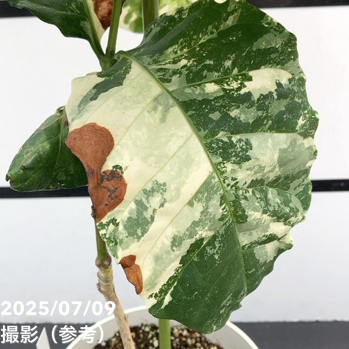 【激レア!現品お届け】コーヒーの木 ロブスタ ミント 6号 斑入り 接木苗 白プラ鉢(S172)|観葉02-D2