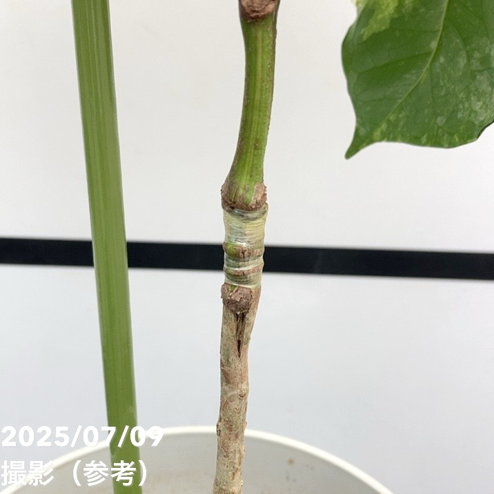 【激レア!現品お届け】コーヒーの木 ロブスタ ミント 6号 斑入り 接木苗 白プラ鉢(S172)|観葉02-D2