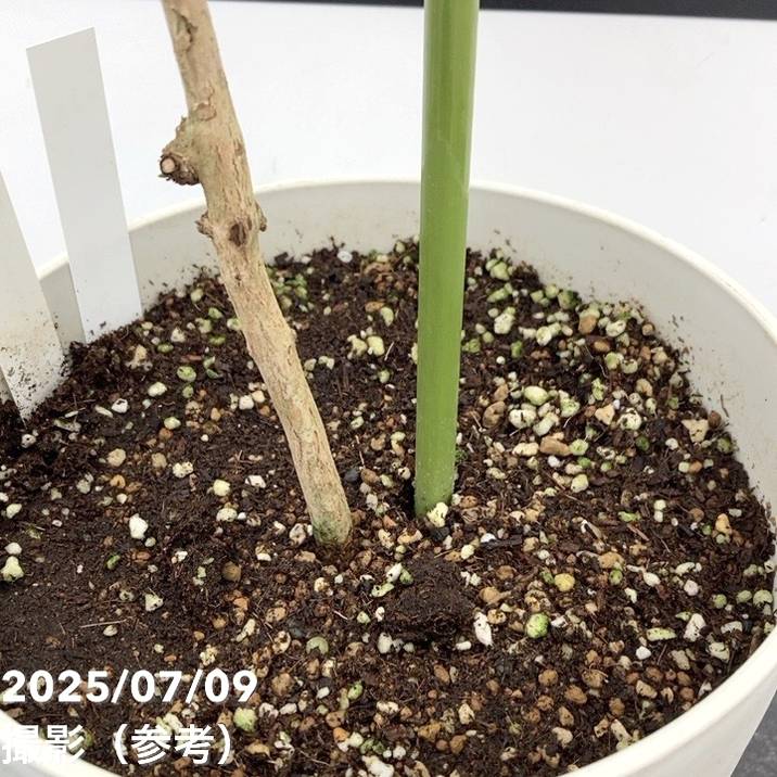 【激レア!現品お届け】コーヒーの木 ロブスタ ミント 6号 斑入り 接木苗 白プラ鉢(S172)|観葉02-D2