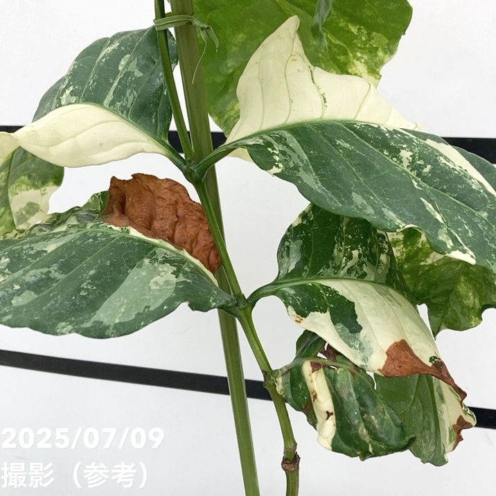 【激レア!現品お届け】コーヒーの木 ロブスタ ミント 6号 斑入り 接木苗 白プラ鉢(S172)|観葉02-D2