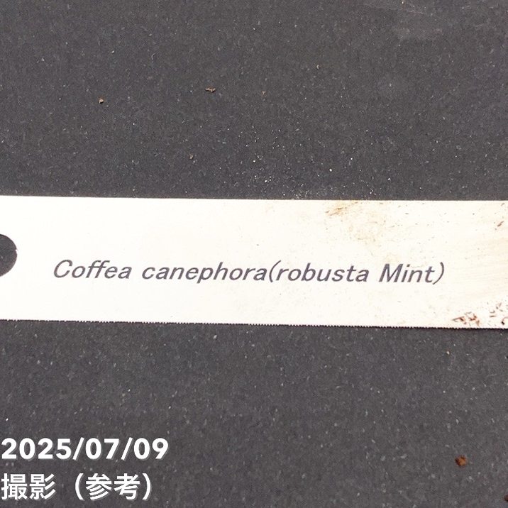 【激レア!現品お届け】コーヒーの木 ロブスタ ミント 6号 斑入り 接木苗 白プラ鉢(S172)|観葉02-D2