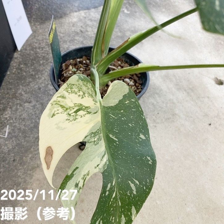 現品お届け】モンステラ タイコンステレーション Monstera deliciosa