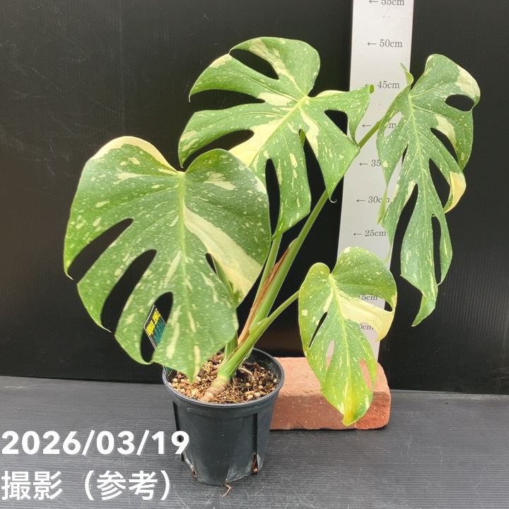 モンステラタイコンステレーション　圧倒的！本日限定 モンステラ・タイコンステレーション | barrelplants_BONSAI