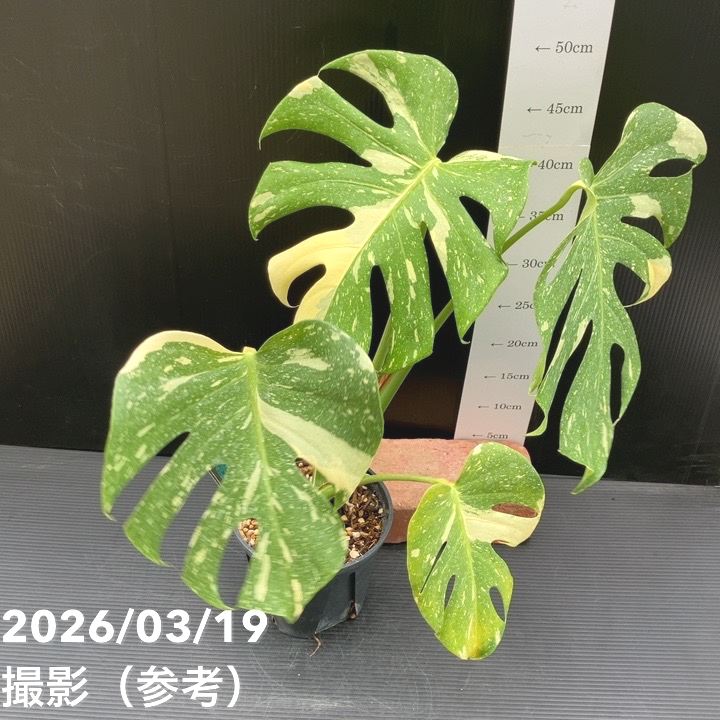 R*9様 5 モンステラ　タイコン　‘スターライト’ 厳選安定株 現品お届け】モンステラ タイコンステレーション Monstera deliciosa