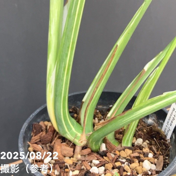 現品お届け】モンステラ タイコンステレーション Monstera deliciosa