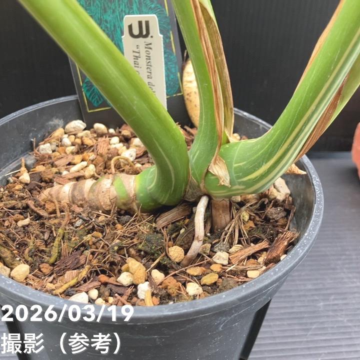 現品お届け】モンステラ タイコンステレーション Monstera deliciosa