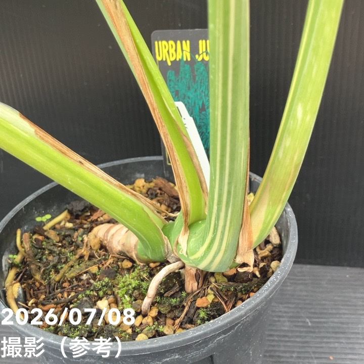 決算P5倍！8/2まで】【お買い得！】【現品お届け】モンステラ タイ