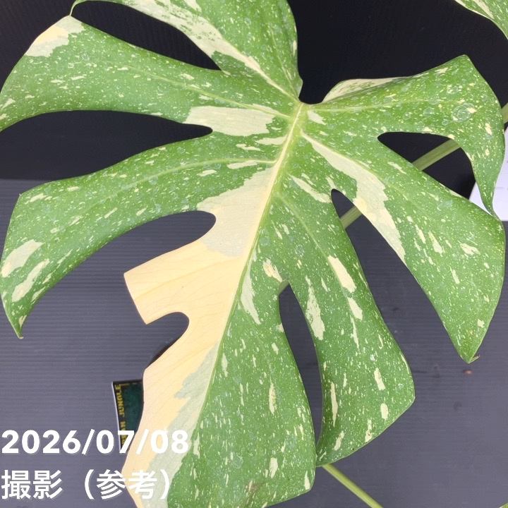 決算P5倍！8/2まで】【お買い得！】【現品お届け】モンステラ タイ