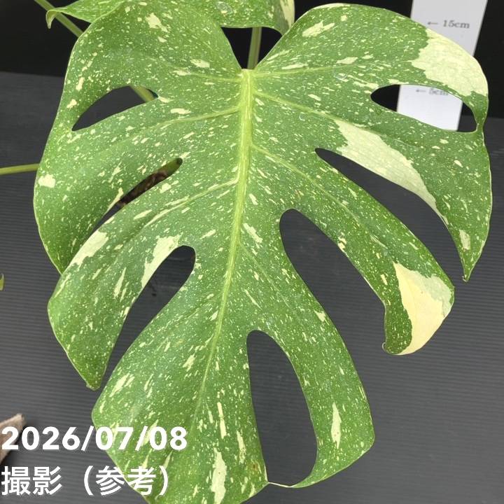 決算P5倍！8/2まで】【お買い得！】【現品お届け】モンステラ タイ