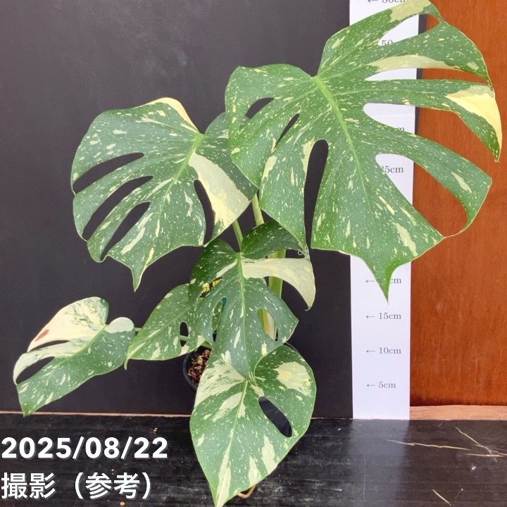 極上 モンステラタイコンステレーション 現品お届け】モンステラ タイコンステレーション Monstera
