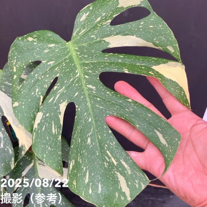 モンステラ　タイコンステレーション　美株 ☆選抜株☆モンステラ・タイコンステレーション（ちぢれ葉タイプ