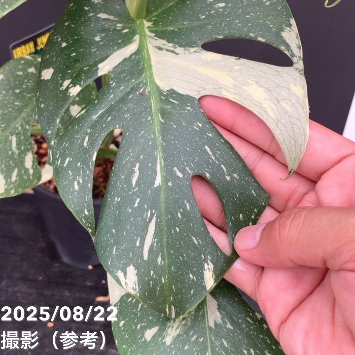 【現品】モンステラ・タイコンステレーション　6号　黒鉢　（2） 現品】モンステラ・タイコンステレーション 6号 黒鉢 （2