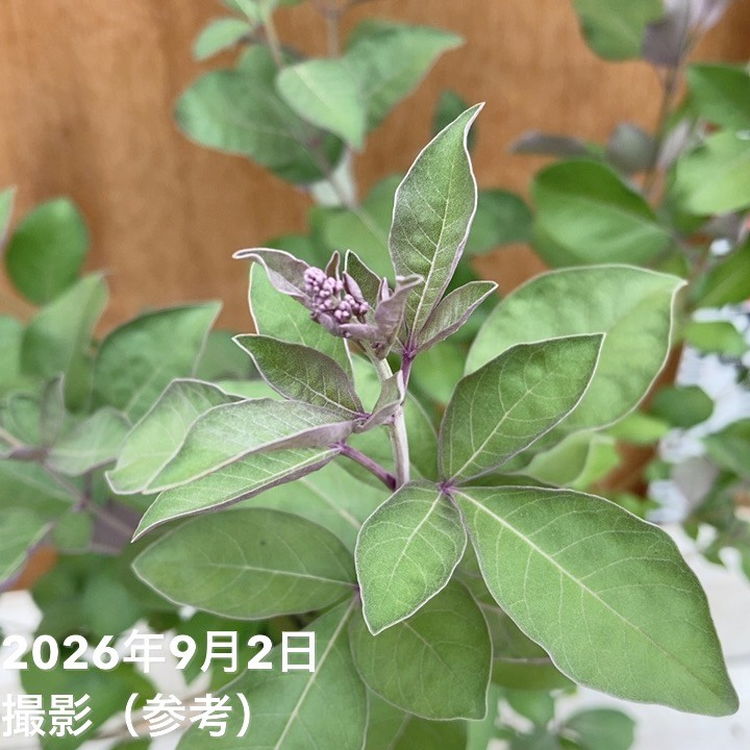 西洋ニンジンボク プルプレア 5号|花木04-PA