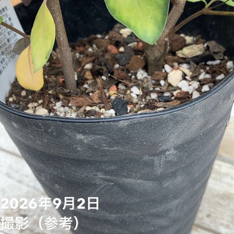 西洋ニンジンボク プルプレア 5号|花木04-PA