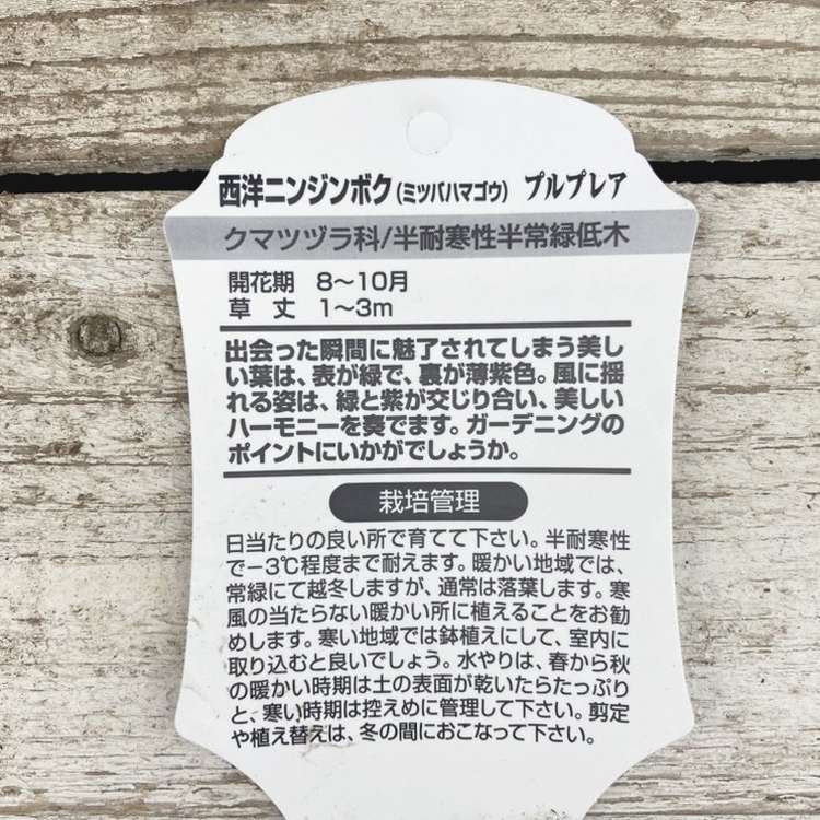西洋ニンジンボク プルプレア 5号|花木04-PA