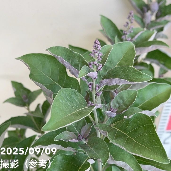 西洋ニンジンボク プルプレア 5号｜花木04-PA | 花木・庭木 | 赤塚