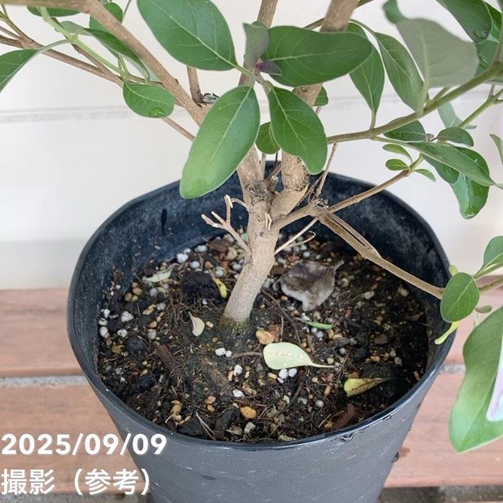 西洋ニンジンボク プルプレア 5号｜花木04-PA | 花木・庭木 | 赤塚