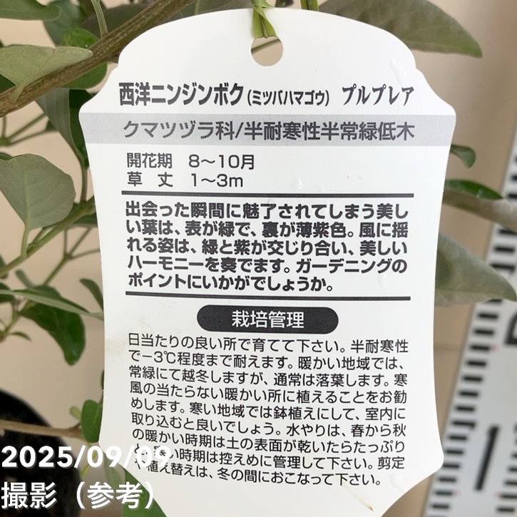 西洋ニンジンボク プルプレア 5号｜花木04-PA | 花木・庭木 | 赤塚