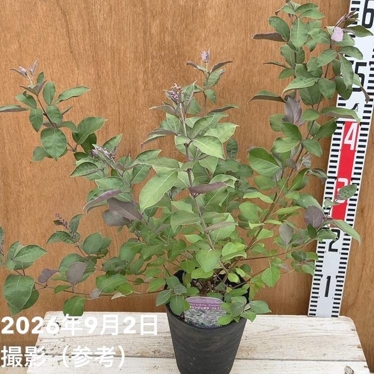 西洋ニンジンボク プルプレア 5号|花木04-PA