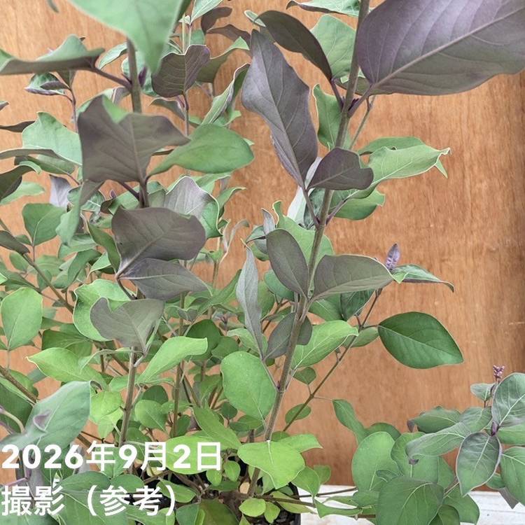 西洋ニンジンボク プルプレア 5号|花木04-PA