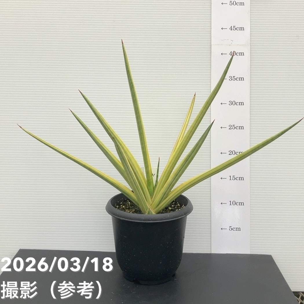 現品お届け】サンスベリア 5号 ロイヤルクラウン プラ鉢仕様（S181