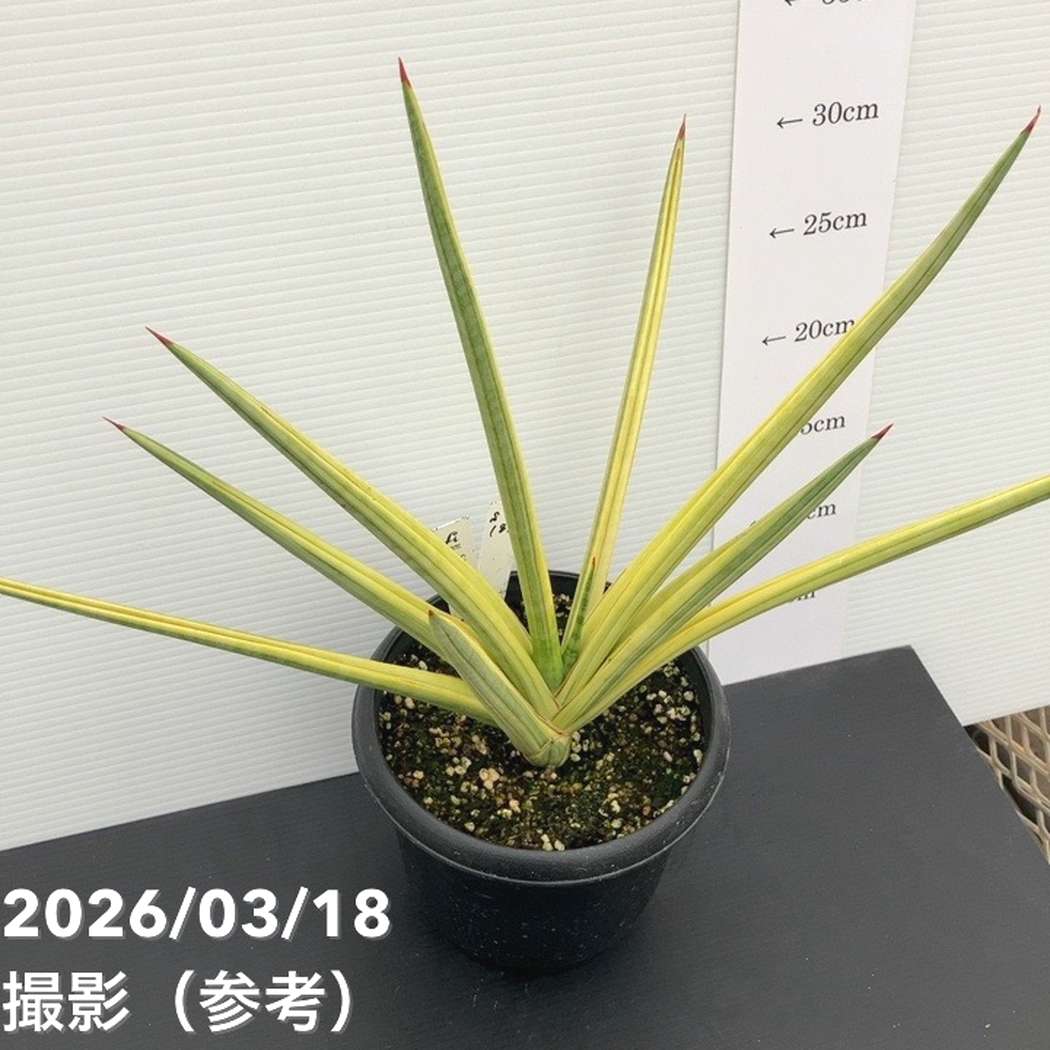 現品お届け】サンスベリア 5号 ロイヤルクラウン プラ鉢仕様（S181