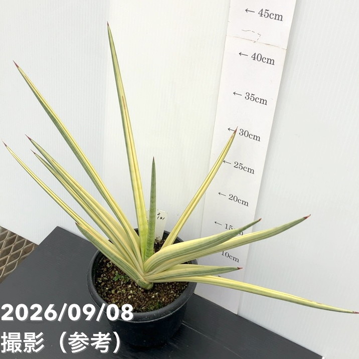 【秋セール10%OFF!11/1まで】【現品お届け】サンスベリア 5号 ロイヤルクラウン プラ鉢仕様(S181)|観葉02-D2