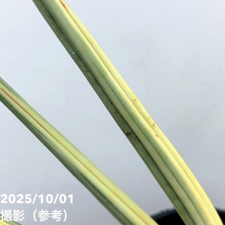 【秋セール10%OFF!11/1まで】【現品お届け】サンスベリア 5号 ロイヤルクラウン プラ鉢仕様(S181)|観葉02-D2