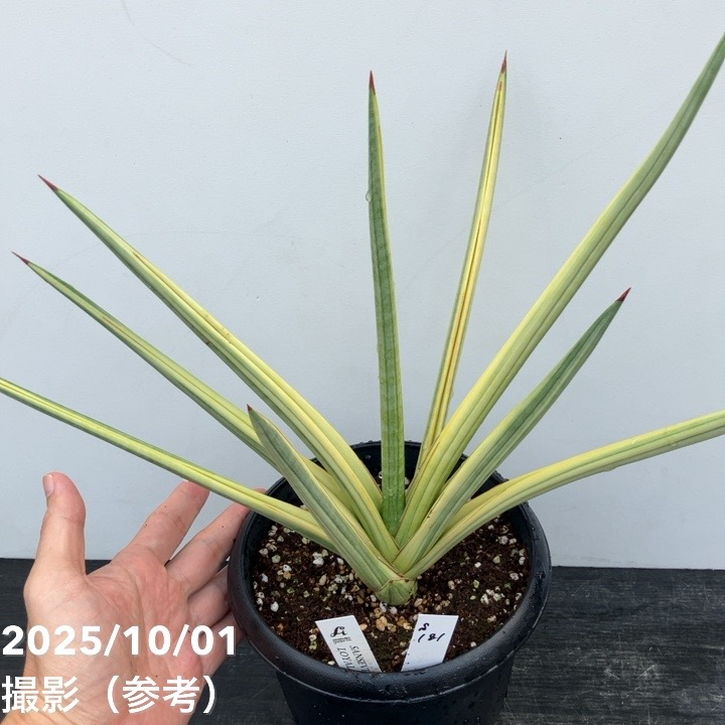 現品お届け】サンスベリア 5号 ロイヤルクラウン プラ鉢仕様（S181