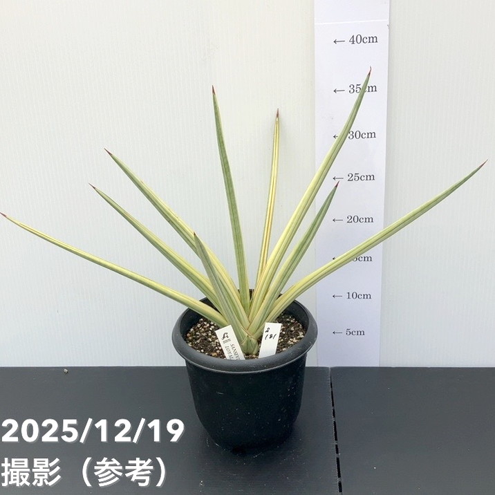 現品お届け】サンスベリア 5号 ロイヤルクラウン プラ鉢仕様（S181