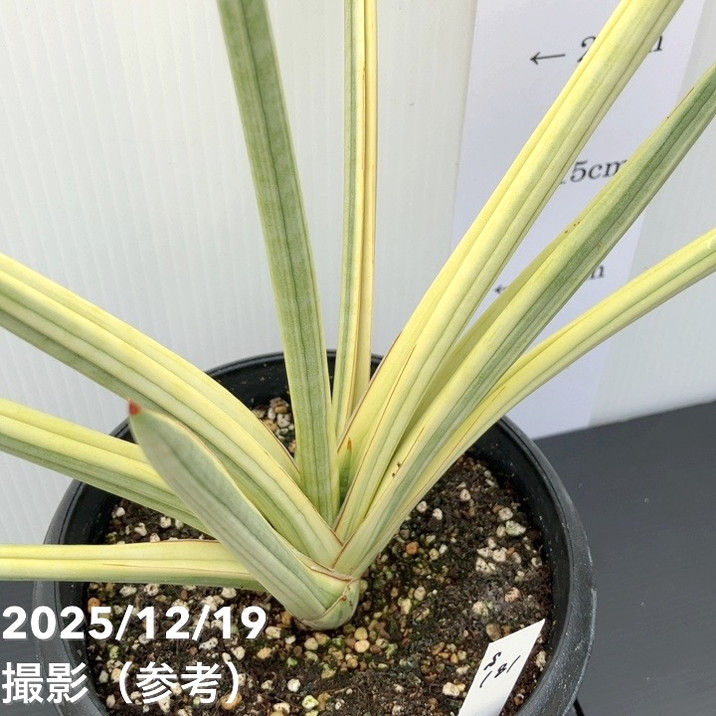 現品お届け】サンスベリア 5号 ロイヤルクラウン プラ鉢仕様（S181