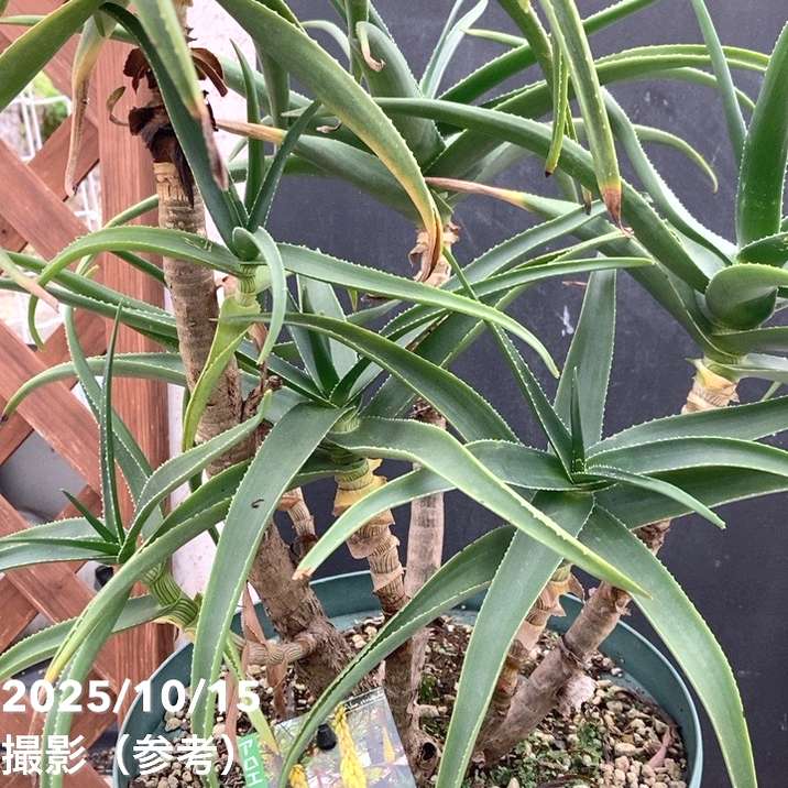 現品お届け】アロエ ストリアチュラ 9号｜s200｜花木04-PA | 観葉