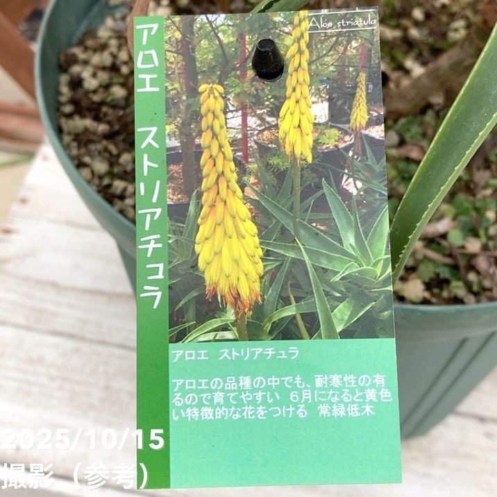 現品お届け】アロエ ストリアチュラ 9号｜s200｜花木04-PA | 観葉