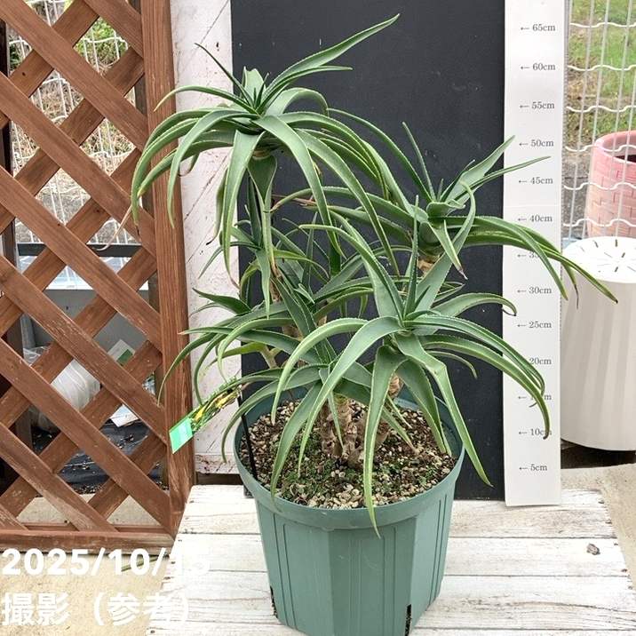 【現品】アロエ・ストリアツラ　耐寒性の高いアロエ　9号　CA番 現品】アロエ・ストリアツラ 耐寒性の高いアロエ 9号 CA番