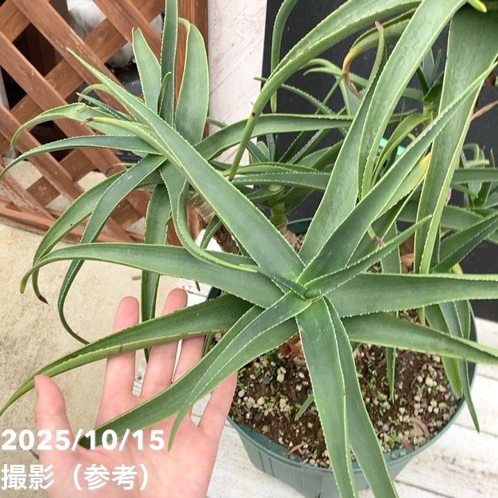 現品お届け】アロエ ストリアチュラ 9号｜s200｜花木04-PA | 観葉