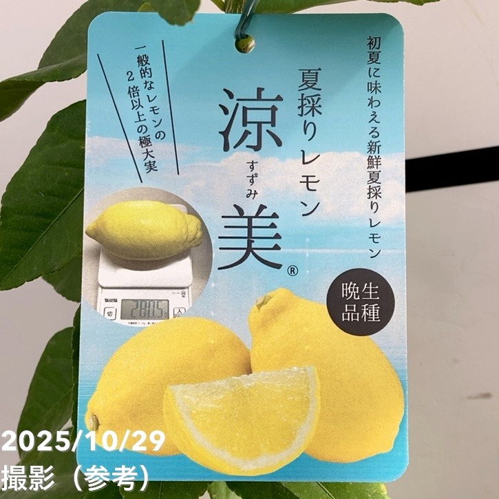 レモン 涼美 4号ロングポット 1年生苗｜柑橘｜果樹10-TU | 果樹,柑橘