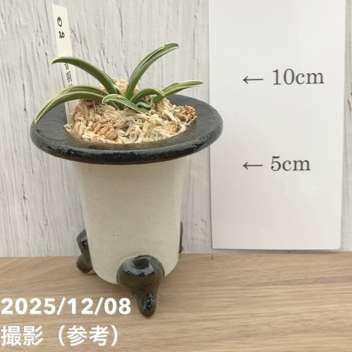 現品お届け】豊明園 万年青 オモト 音羽錦 陶器鉢（O20）｜観葉10-TU