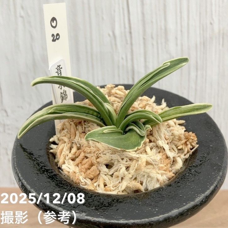 現品お届け】豊明園 万年青 オモト 音羽錦 陶器鉢（O20）｜観葉10-TU