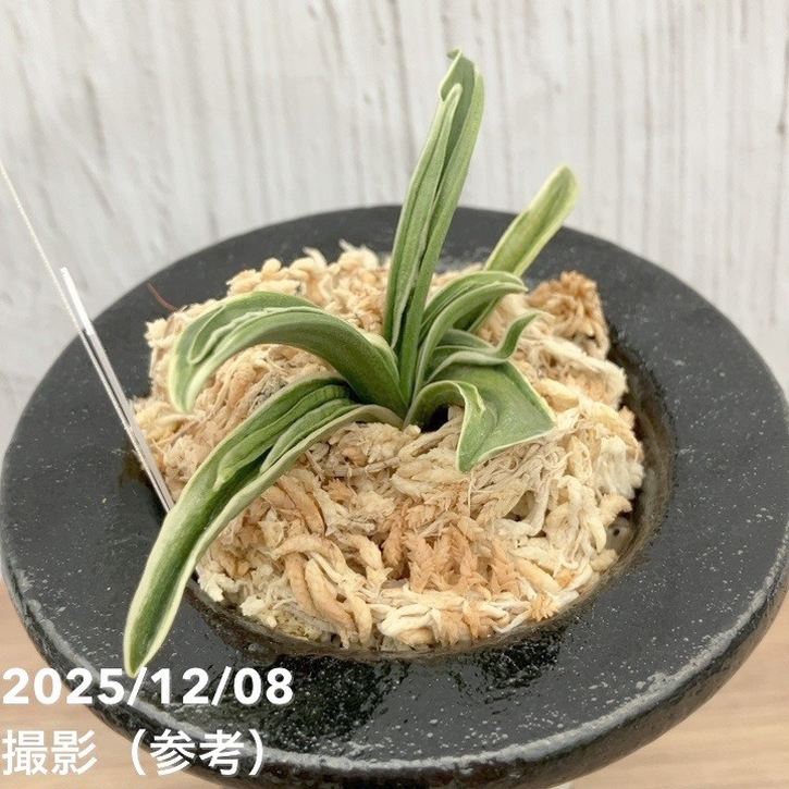 万年青　おもと　豊授楽　黄覆輪斑　4号陶器鉢つき　し 現品お届け】豊明園 万年青 オモト 黄金錦 陶器鉢（O19）｜観葉10-TU