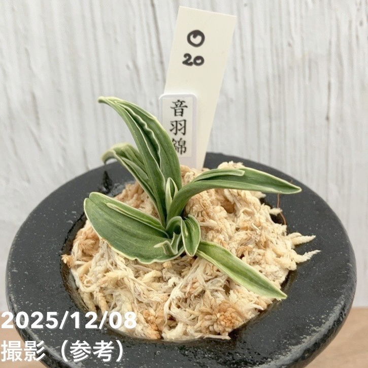 現品お届け】豊明園 万年青 オモト 音羽錦 陶器鉢（O20）｜観葉10-TU