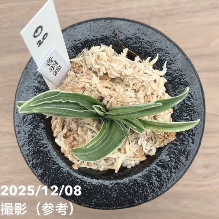 現品お届け】豊明園 万年青 オモト 音羽錦 陶器鉢（O20）｜観葉10-TU