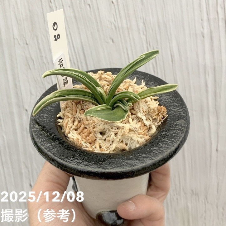 現品お届け】豊明園 万年青 オモト 音羽錦 陶器鉢（O20）｜観葉10-TU