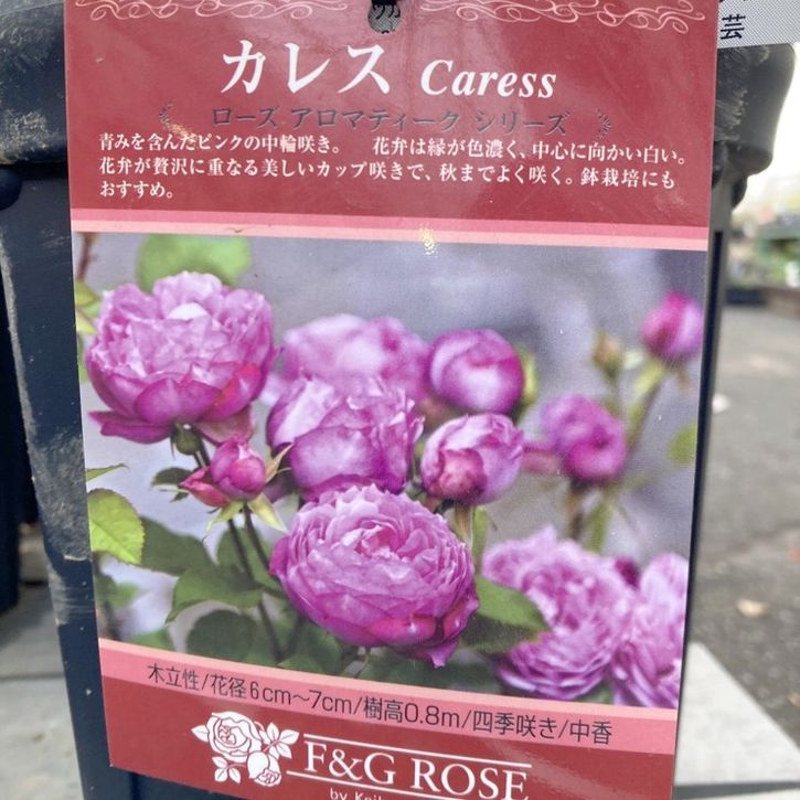 バラ大苗 カレス 7号 京阪園芸｜花木04-PA | 花木・庭木 | 赤塚植物園