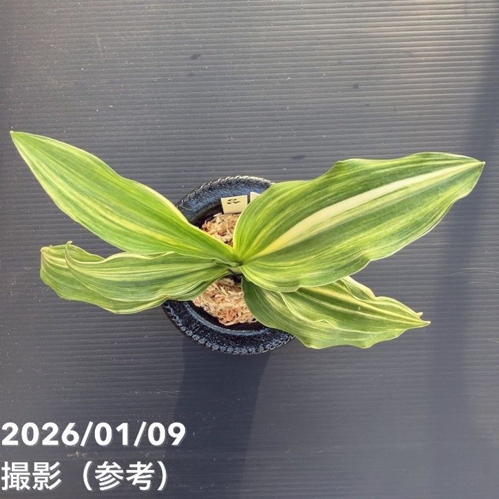 現品お届け】豊明園 万年青 オモト 青龍獅子 陶器鉢（O54）｜観葉10-TU