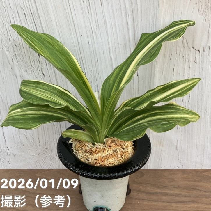 万年青　オモト　獅子　白縞斑　4.5号陶器鉢つき　子株つき❗ 万年青 オモト 獅子 白黄縞斑 4.5号陶器鉢つき 子株つき❗ ⑧ 楽天市場