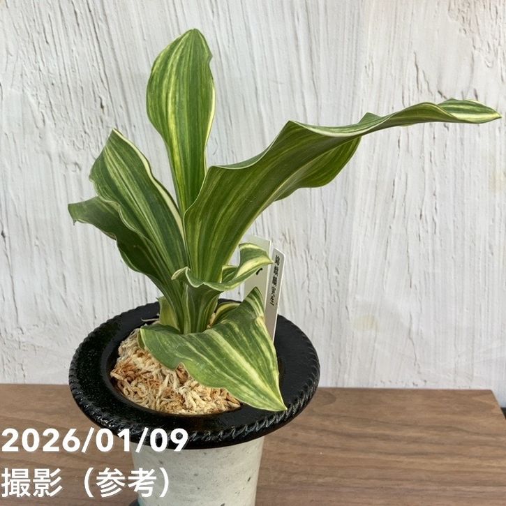 獅子万年青　おもと　黄縞斑　4号陶器鉢つき　子株2株つき❗　④ 獅子万年青 おもと 黄縞斑 4号陶器鉢つき 子株2株つき❗ ④ その他観葉植物