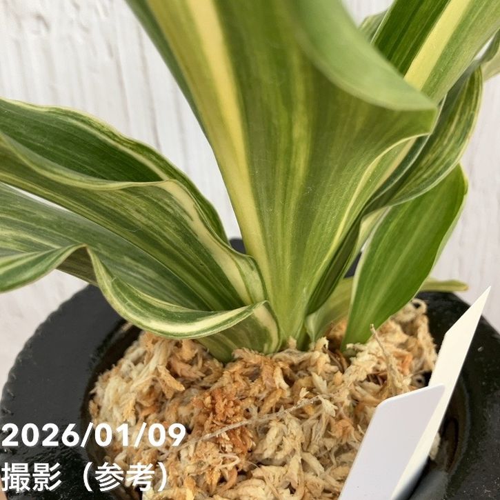 現品お届け】豊明園 万年青 オモト 青龍獅子 陶器鉢（O54）｜観葉10-TU