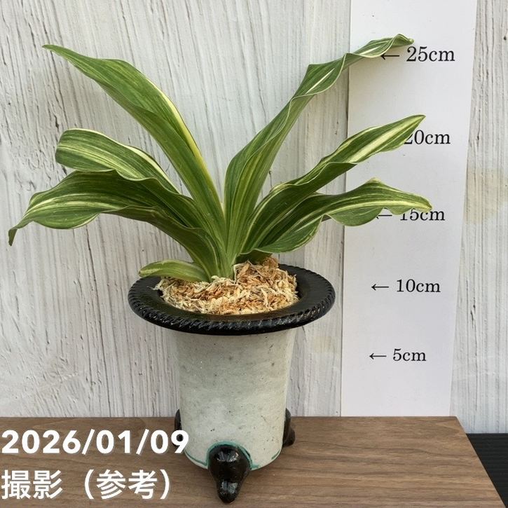 現品お届け】豊明園 万年青 オモト 青龍獅子 陶器鉢（O54）｜観葉10-TU