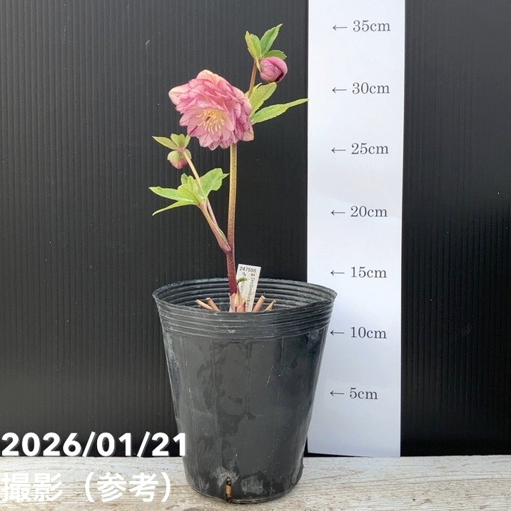 一点物】加藤農園 クリスマスローズ 4.5号（KT27）｜山野04-PA | 草花